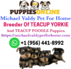 Michael Valdy pet for home